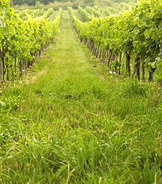 Orchard ditch digging